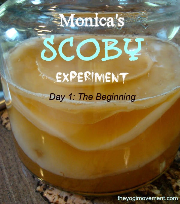 scoby experiment